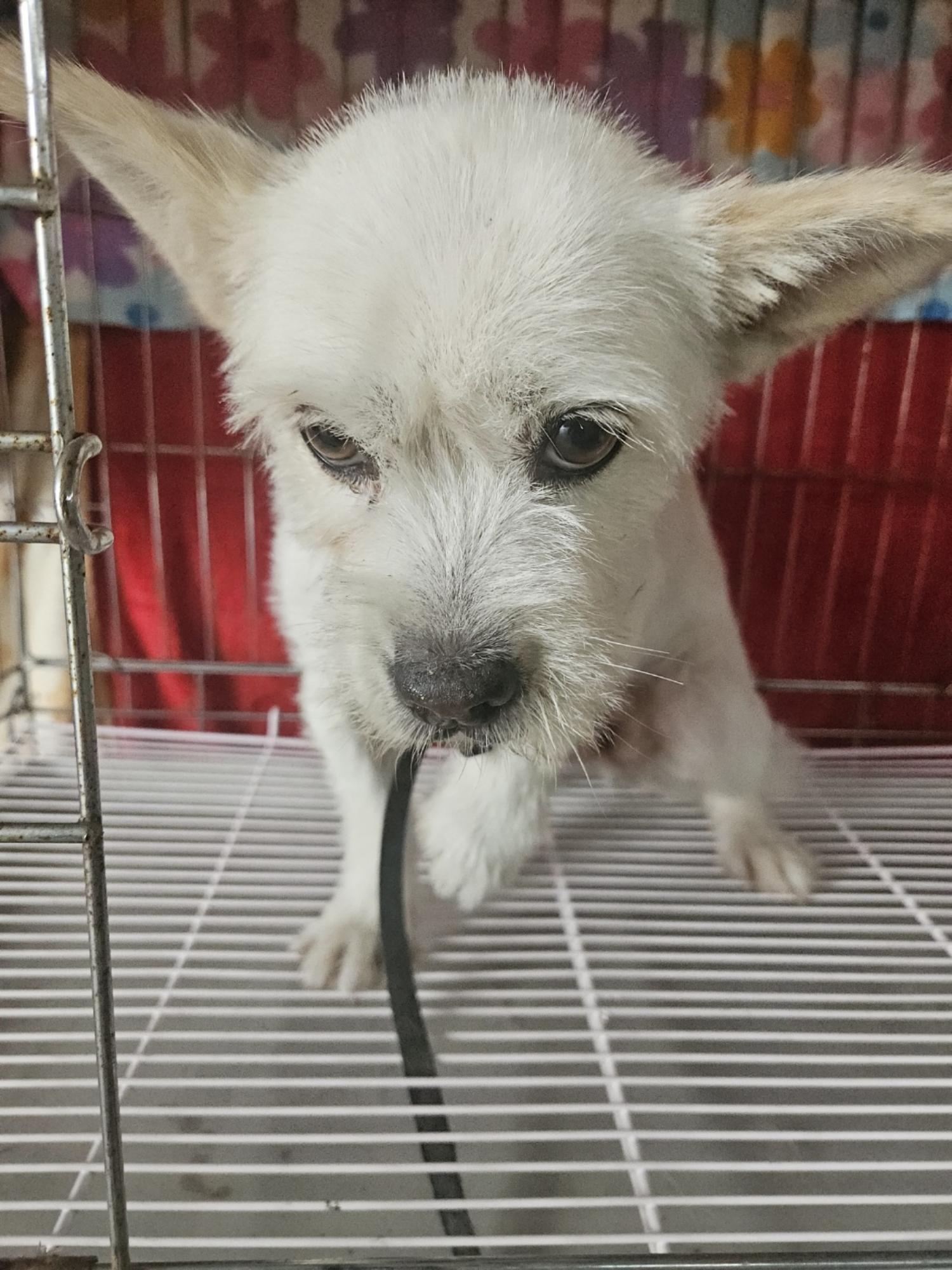 동물보호관리협회_426329202400722